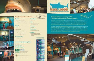 Bulletin Florida Museum Of Natural History Bulletin Florida Museum Of Natural History