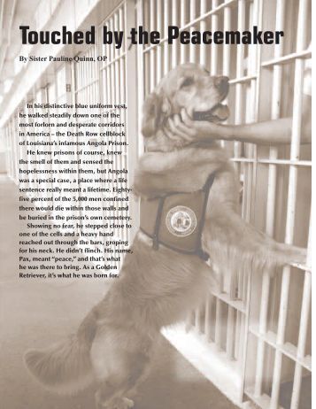 golden retriever club of sa 998 non stop domino b ke golden retriever club of sa 998 non stop domino b ke