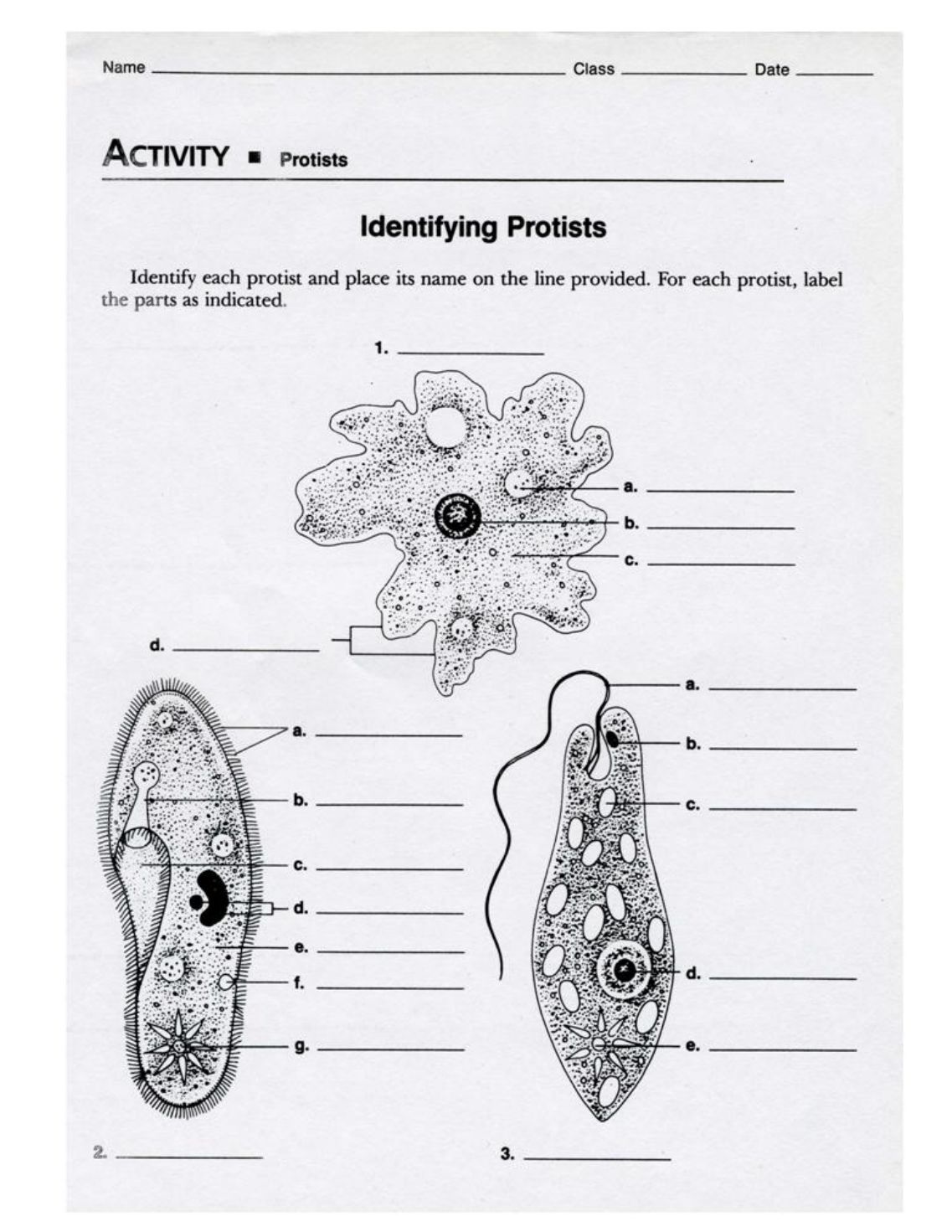 worksheet Protist Worksheet collection of protist worksheet adriaticatoursrl worksheets protists pureluckrestaurant free worksheets