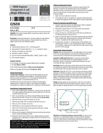 Datasheet for NEB Express Competent E. coli (High Efficiency ...
