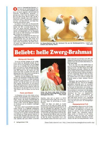 bwchl im Rassegeflügel-Standard un oter Herkunft der Zwerg ...