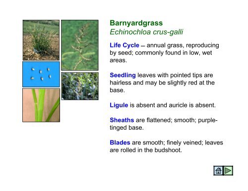 Barnyardgrass Echinochloa crus-galli - Seneca High School