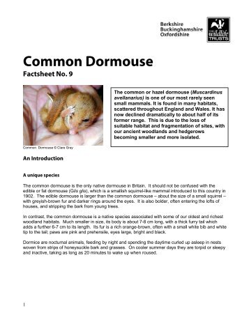 Common Dormouse - People's Trust for Endangered Species