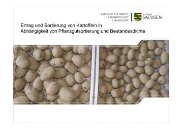 Ertrag und Sortierung von Kartoffeln in Abhängigkeit von ...