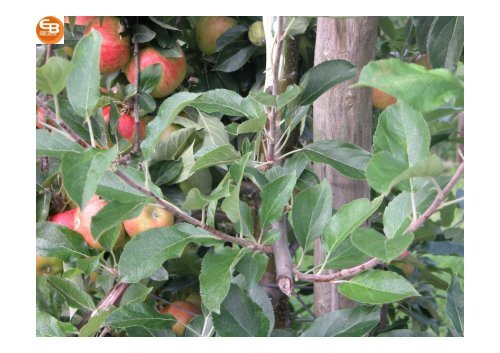 Fruchtwandsystem bei Apfel [Download,*.pdf, 9,60 MB