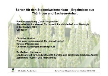 Sorten für den Stoppelweizenanbau - Landwirtschaft in Sachsen