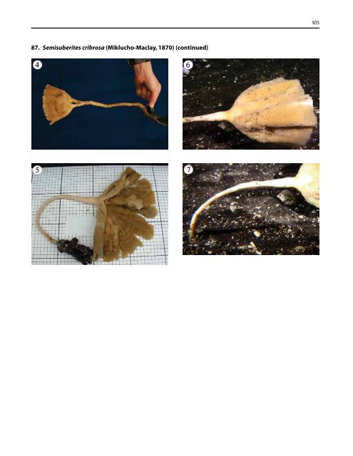 A guide to the deep-water sponges of - NMFS Scientific Publications ...