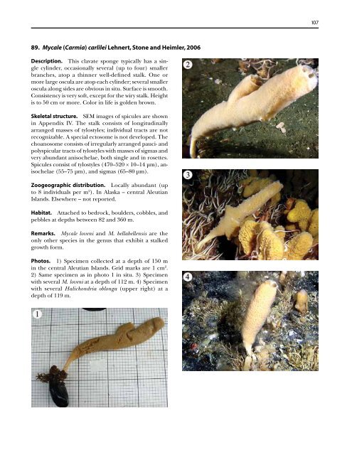 A guide to the deep-water sponges of - NMFS Scientific Publications ...