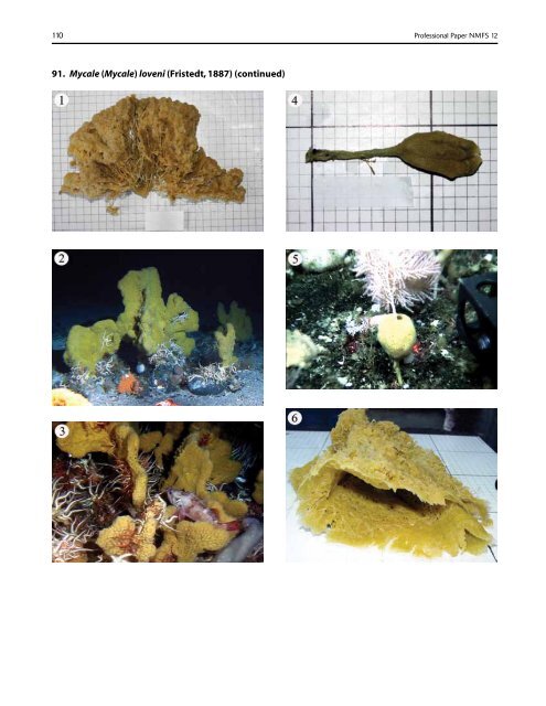 A guide to the deep-water sponges of - NMFS Scientific Publications ...