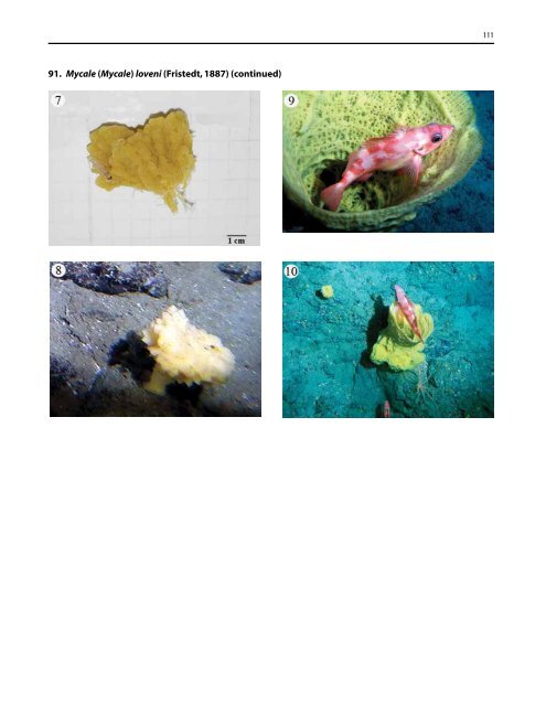 A guide to the deep-water sponges of - NMFS Scientific Publications ...