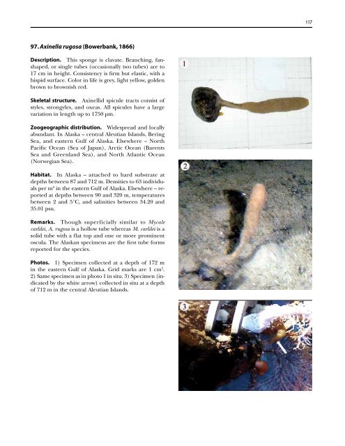 A guide to the deep-water sponges of - NMFS Scientific Publications ...