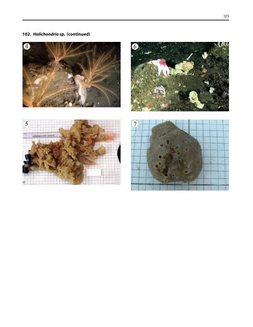 A guide to the deep-water sponges of - NMFS Scientific Publications ...