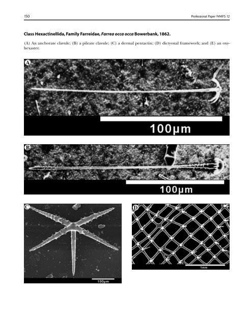 A guide to the deep-water sponges of - NMFS Scientific Publications ...