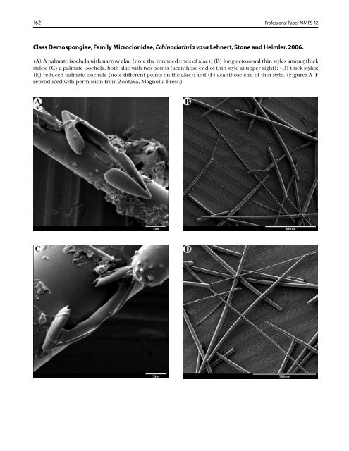 A guide to the deep-water sponges of - NMFS Scientific Publications ...