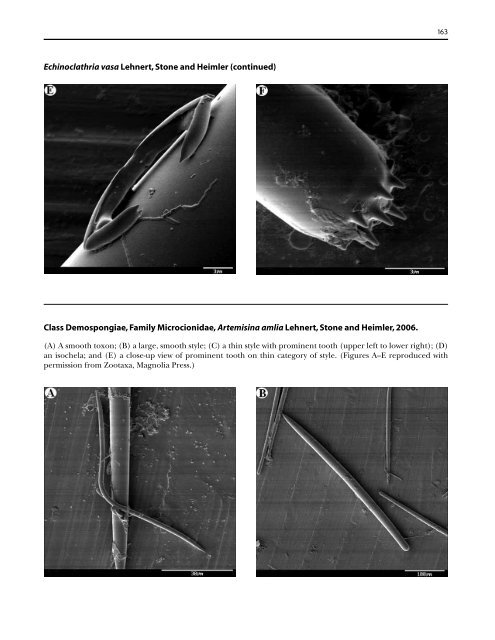 A guide to the deep-water sponges of - NMFS Scientific Publications ...