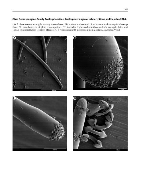 A guide to the deep-water sponges of - NMFS Scientific Publications ...