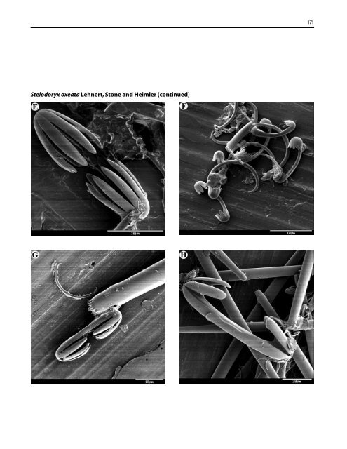 A guide to the deep-water sponges of - NMFS Scientific Publications ...