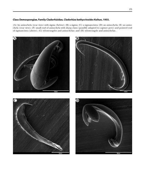 A guide to the deep-water sponges of - NMFS Scientific Publications ...