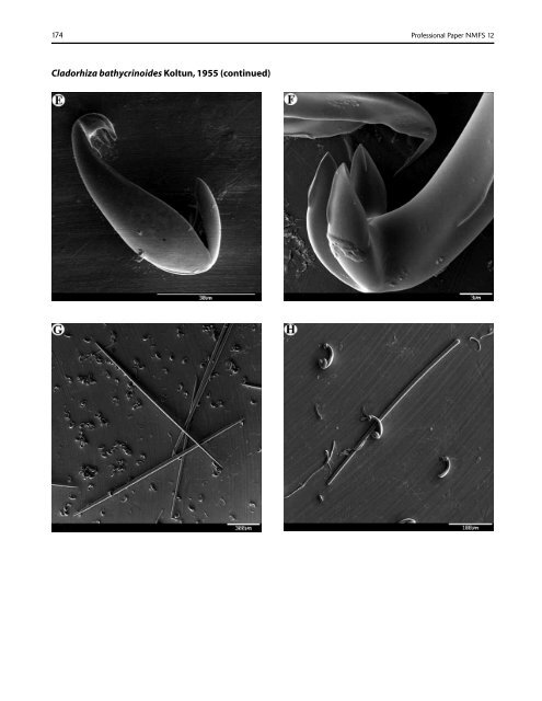 A guide to the deep-water sponges of - NMFS Scientific Publications ...