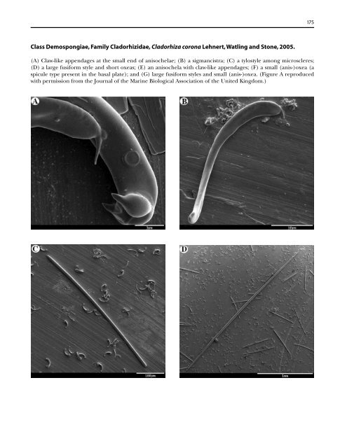 A guide to the deep-water sponges of - NMFS Scientific Publications ...