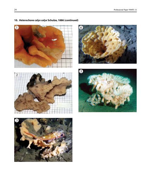 A guide to the deep-water sponges of - NMFS Scientific Publications ...