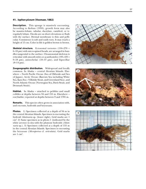 A guide to the deep-water sponges of - NMFS Scientific Publications ...