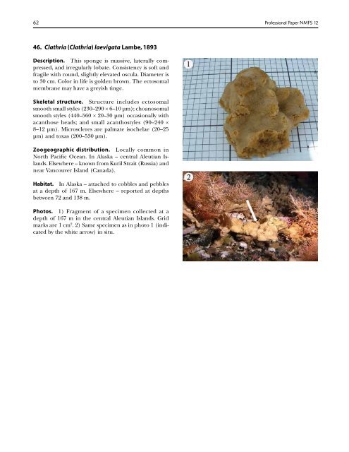 A guide to the deep-water sponges of - NMFS Scientific Publications ...