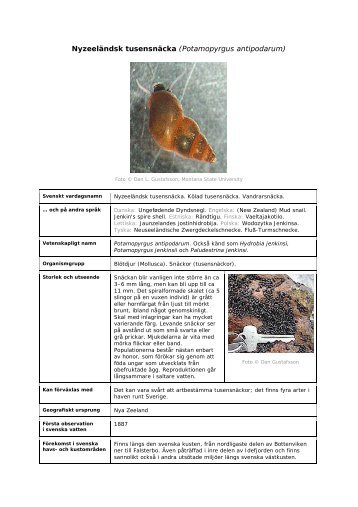 Potamopyrgus antipodarum - Främmande arter i svenska hav