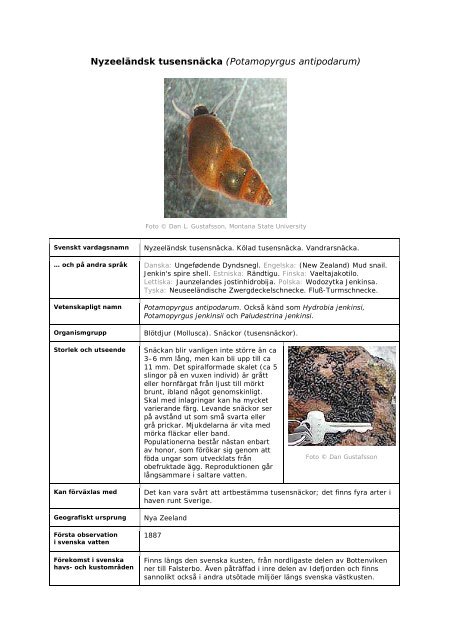 Potamopyrgus antipodarum - Främmande arter i svenska hav