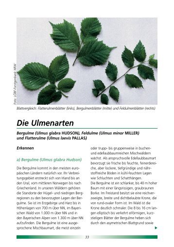 Die Ulmenarten