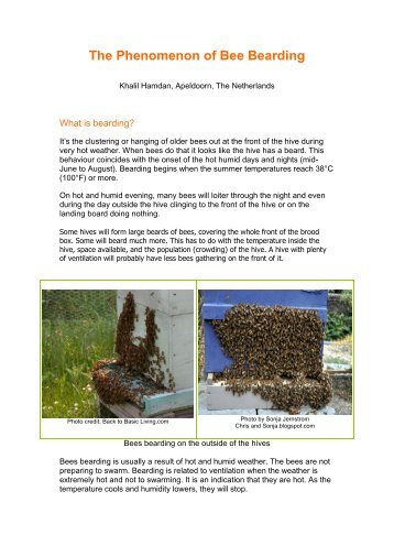 The Phenomenon of Bee Bearding - Country Rubes