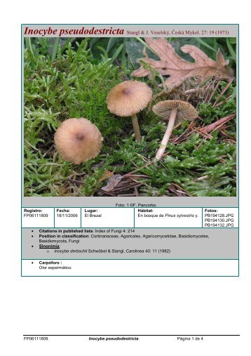 Inocybe pseudodestricta