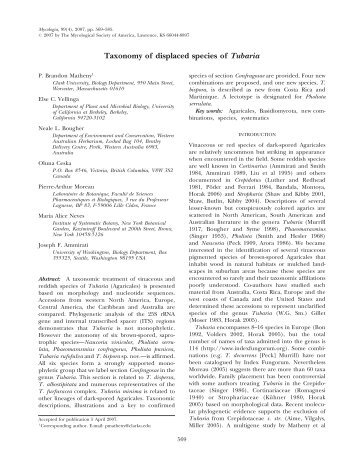 Taxonomy of displaced species of Tubaria P ... - Clark University