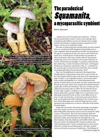 The Paradoxical Squamanita, a mycoparasitic symbiont