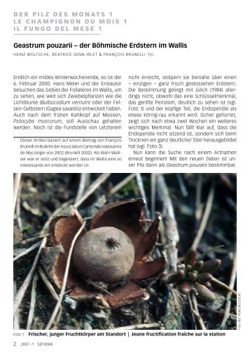 Geastrum pouzarii – der Böhmische Erdstern im Wallis - WSL