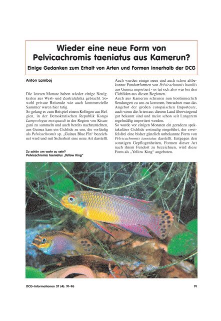 Wieder eine neue Form von Pelvicachromis taeniatus aus Kamerun?