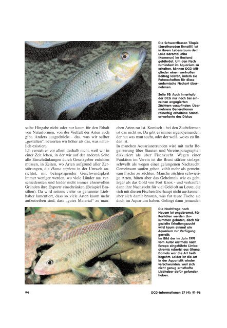 Wieder eine neue Form von Pelvicachromis taeniatus aus Kamerun?