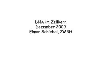 DNA im Zellkern - ZMBH