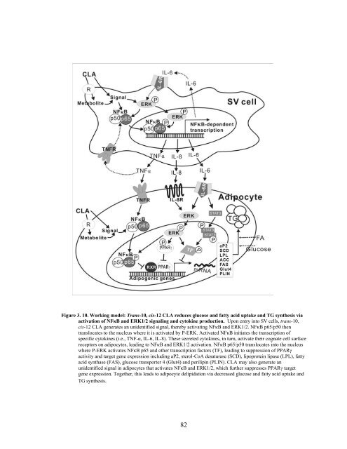 CHUNG, SOONKYU, Ph. D. Mechanisms by Which Conjugated ...