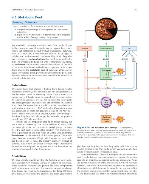 Cellular Respiration