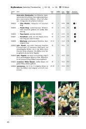 Blumenzwiebeln E-H - Frikarti Stauden AG