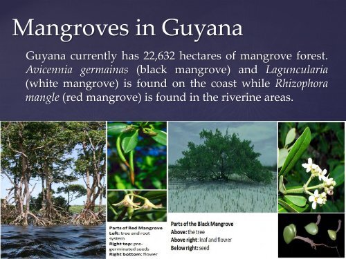 The Use of Low Cost Breakwaters for Mangrove Restoration in ...