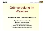 Grünveredlung im Weinbau - Weinbauverband Sachsen