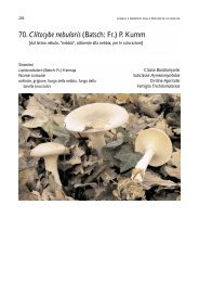 70.Clitocybe nebularis (Batsch: Fr.) P. Kumm - Provincia di Venezia