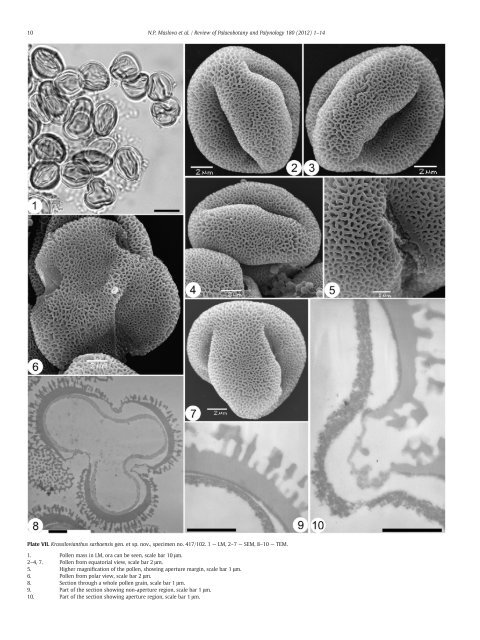 Krassilovianthus gen. nov., a new staminate inflorescence with ...