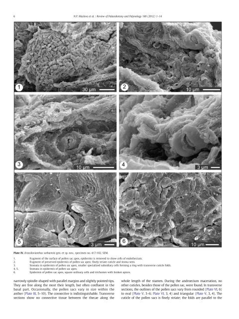 Krassilovianthus gen. nov., a new staminate inflorescence with ...