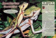 La Iguana de morrión serrado - Reptilia
