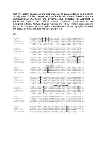 Text S1: Protein sequences and alignments of all proteins found in ...