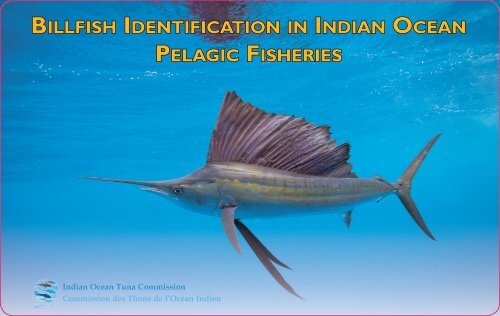 Billfish identification indian ocean Pelagic fisheries