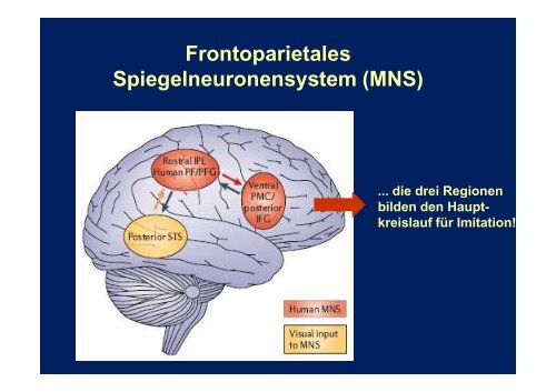 Ursachen von Autismus Spektrum Störungen und ...